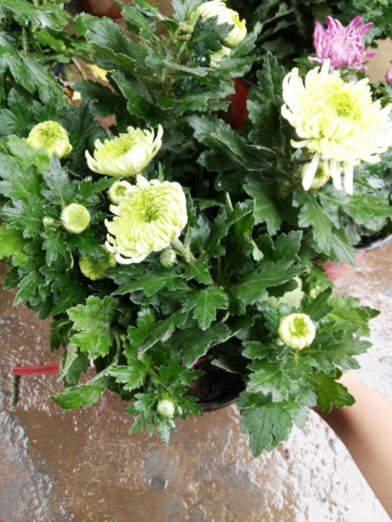 菊花苗基地菊花带花苞价格低
