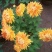 菊花苗基地菊花带花苞价格低