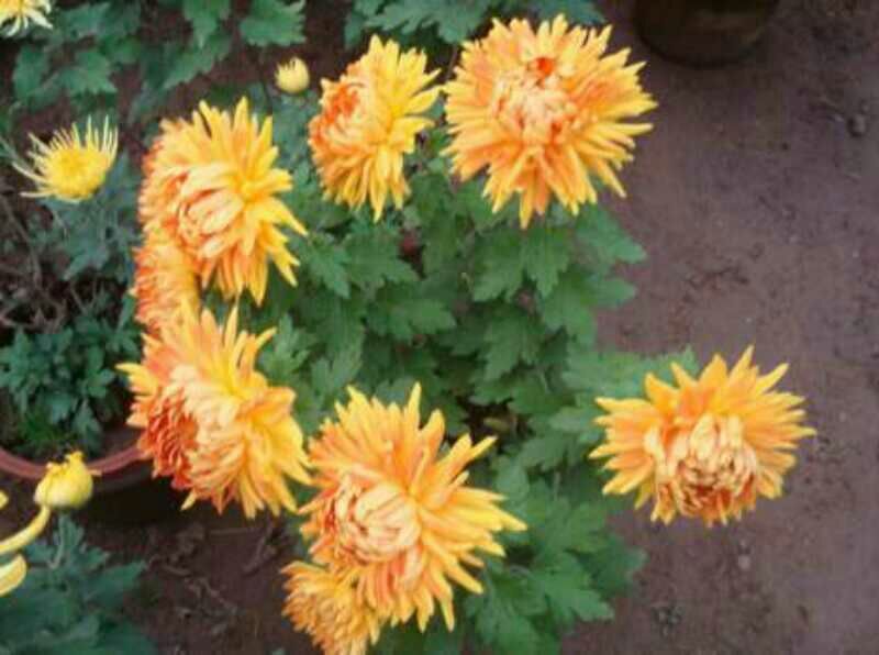 菊花苗基地菊花带花苞价格低