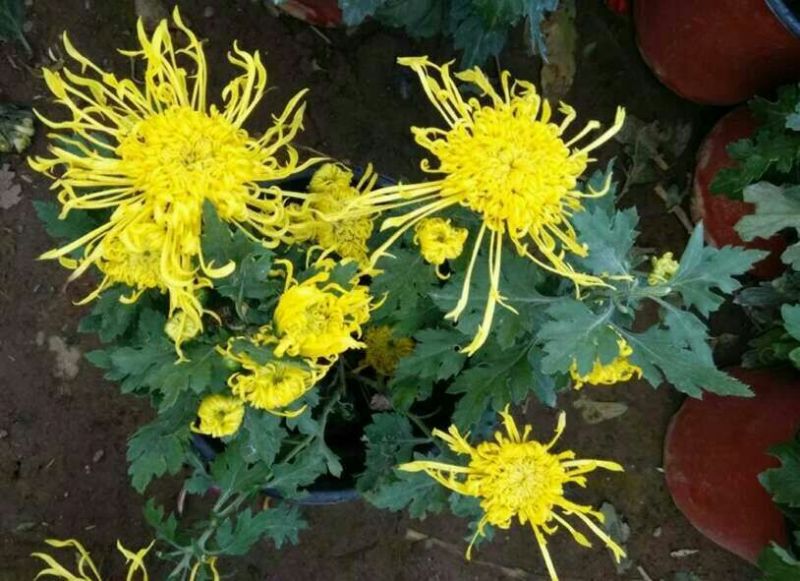 菊花苗基地菊花带花苞价格低