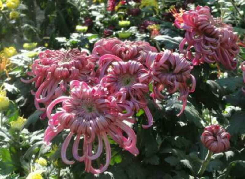 菊花苗基地菊花带花苞价格低
