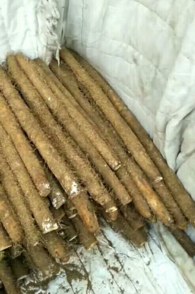 白玉山药3~4厘米一级手捡70~90厘米