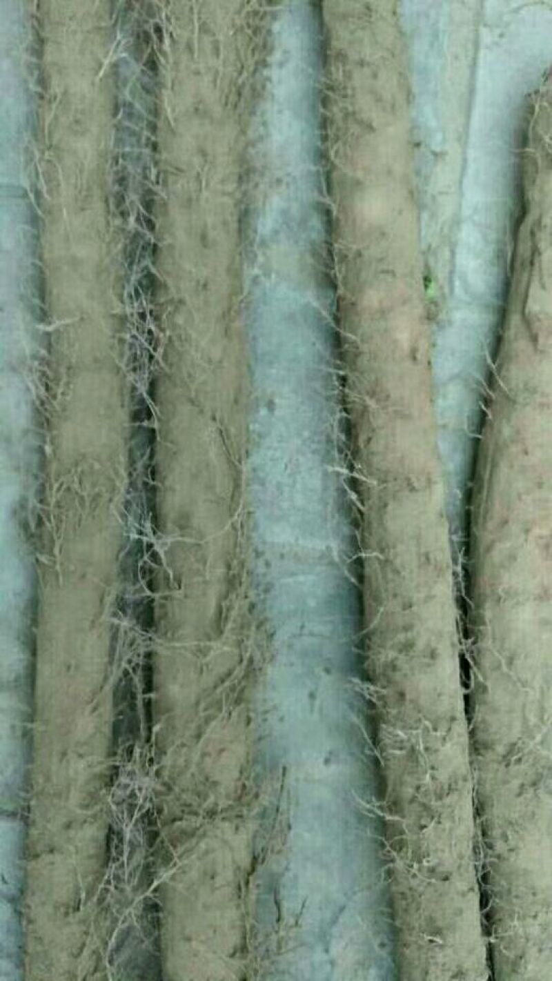白玉山药3~4厘米一级手捡70~90厘米