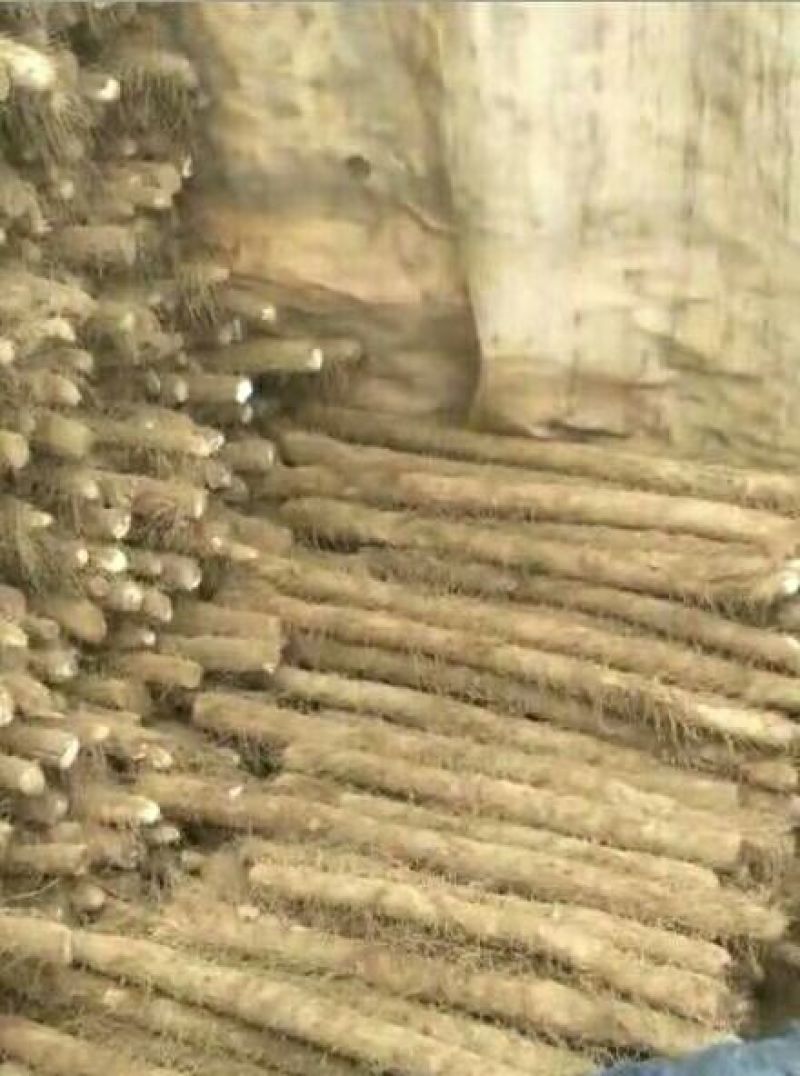 白玉山药3~4厘米一级手捡70~90厘米