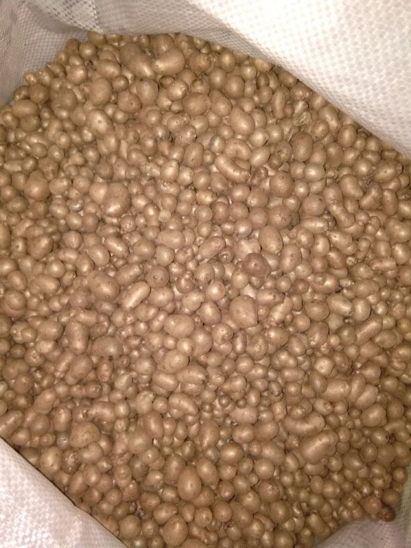 白玉山药3~4厘米一级手捡70~90厘米