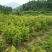 修水青钱柳苗种子苗金钱柳树苗80cm以上