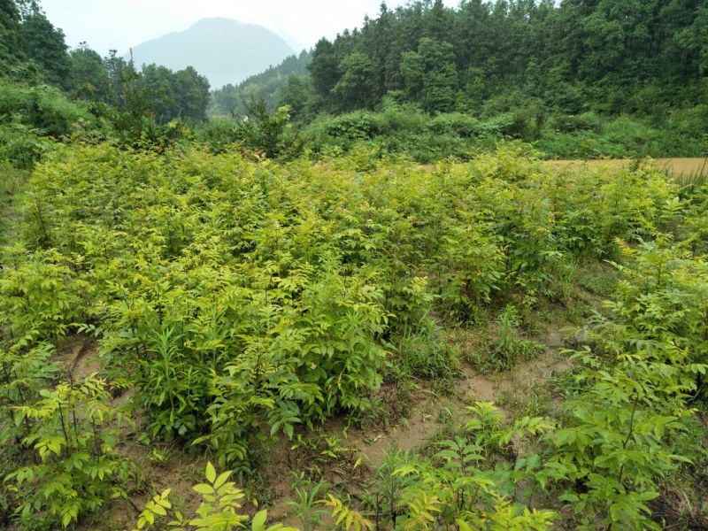 修水青钱柳苗种子苗金钱柳树苗80cm以上