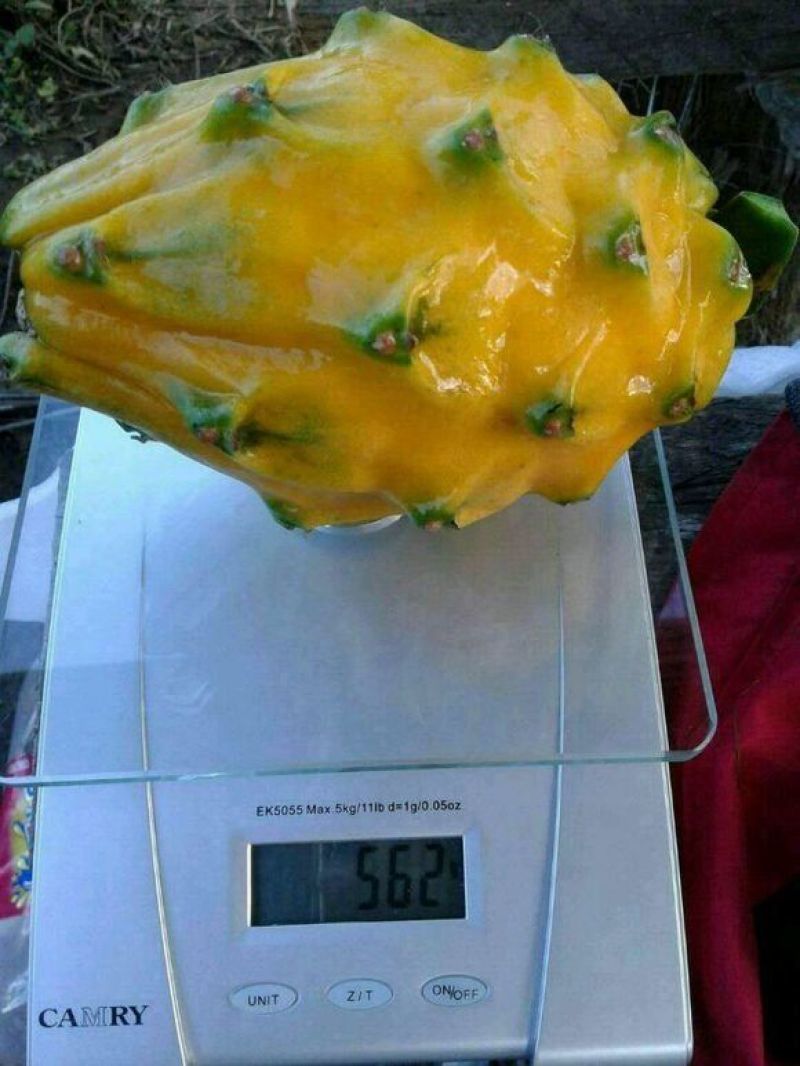 火龙果苗燕窝果厄瓜多尔