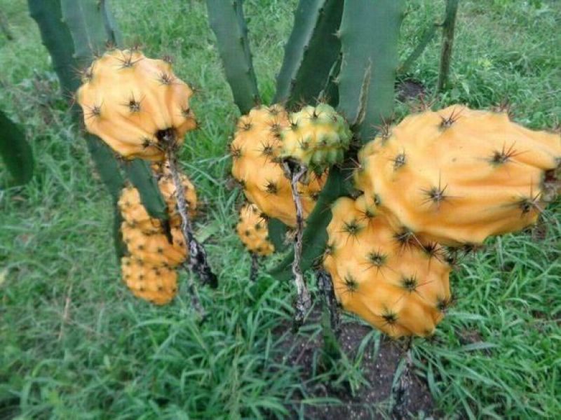 火龙果苗燕窝果厄瓜多尔