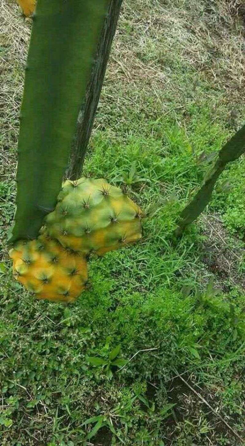 火龙果苗燕窝果厄瓜多尔