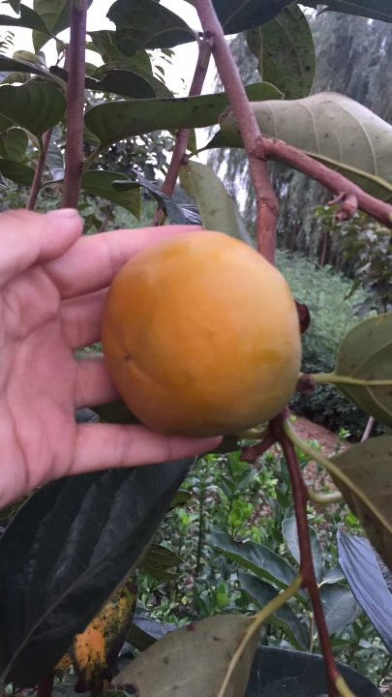 柿子树苗100~150cm水果柿子，即摘即食