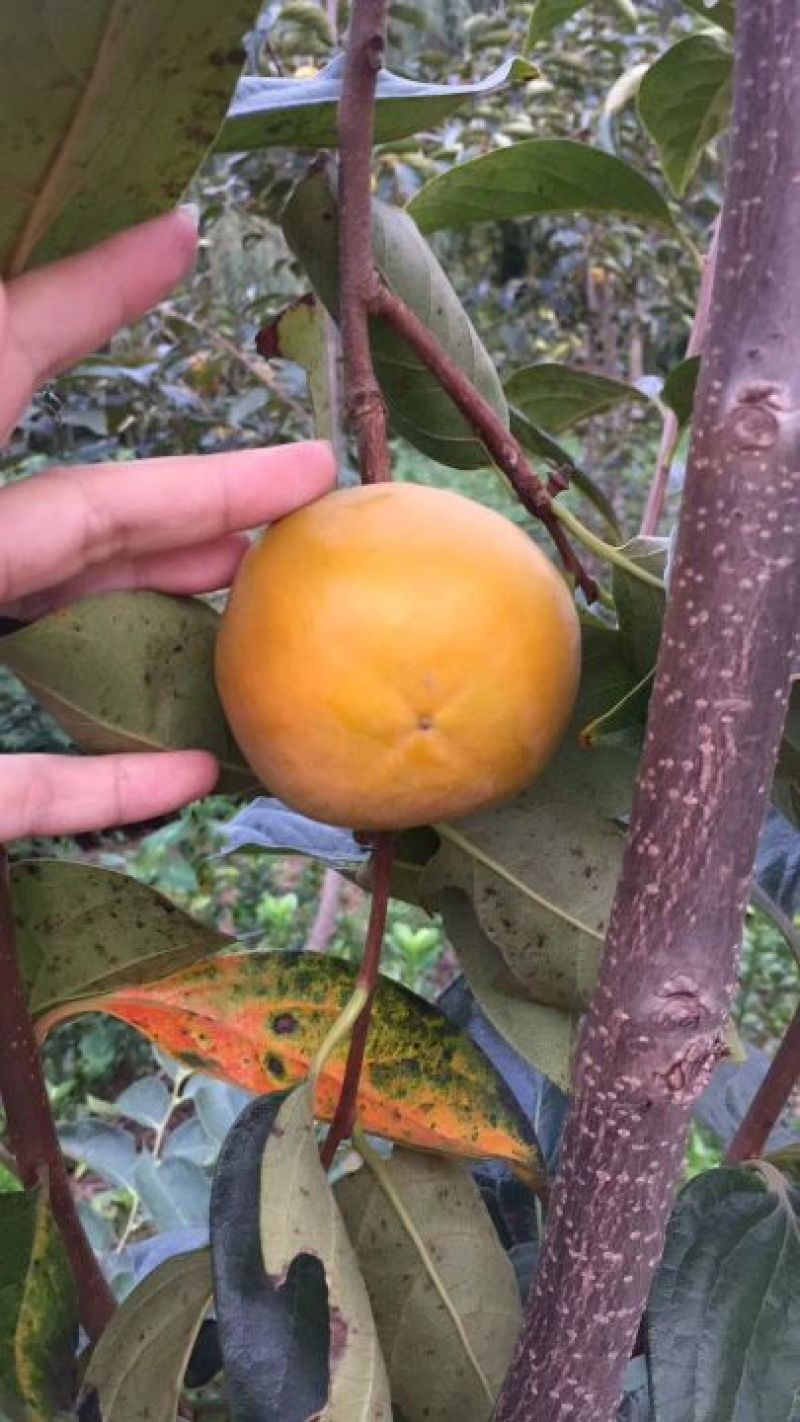 柿子树苗100~150cm水果柿子，即摘即食