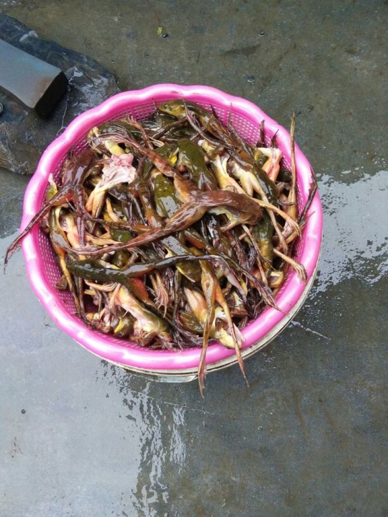 林蛙油