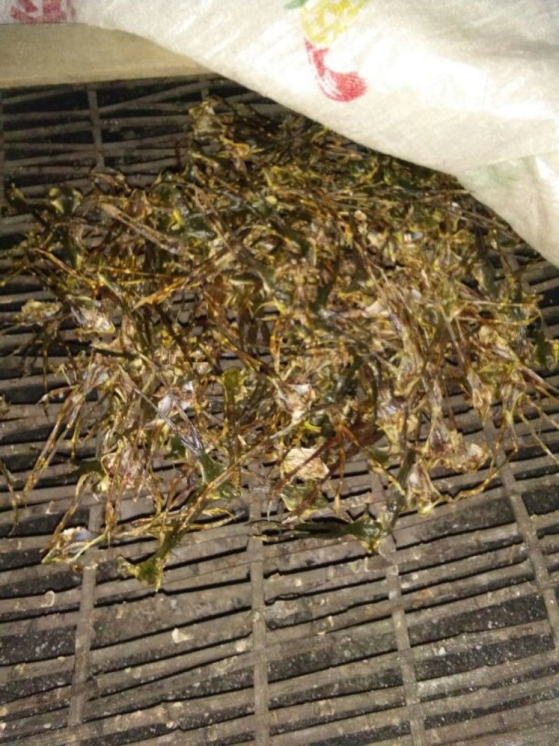 林蛙油