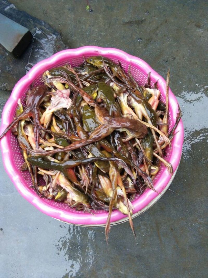 林蛙油