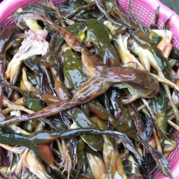林蛙油