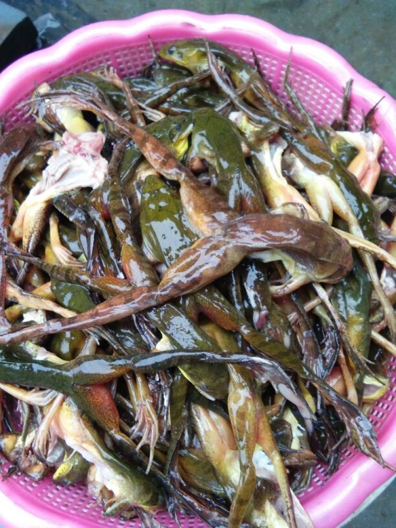 林蛙油
