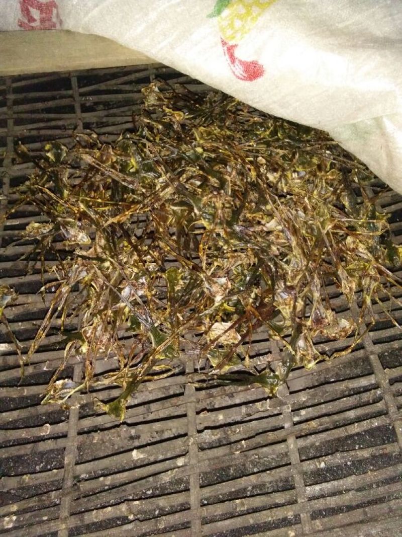 林蛙油
