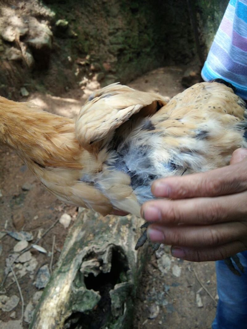 鸡苗脱温苗60~70克通货