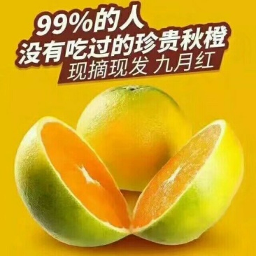 现摘现发树上鲜果九月红脐橙，皮薄多汁，囗感甜蜜无渣