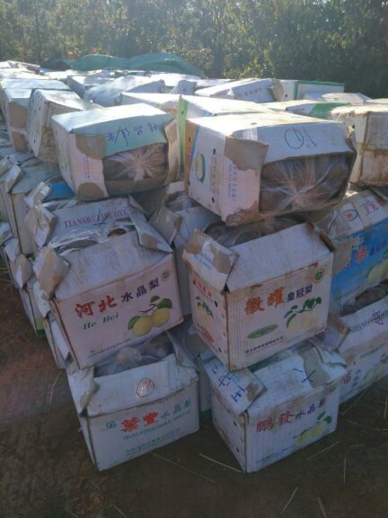 雪莲果3两以上