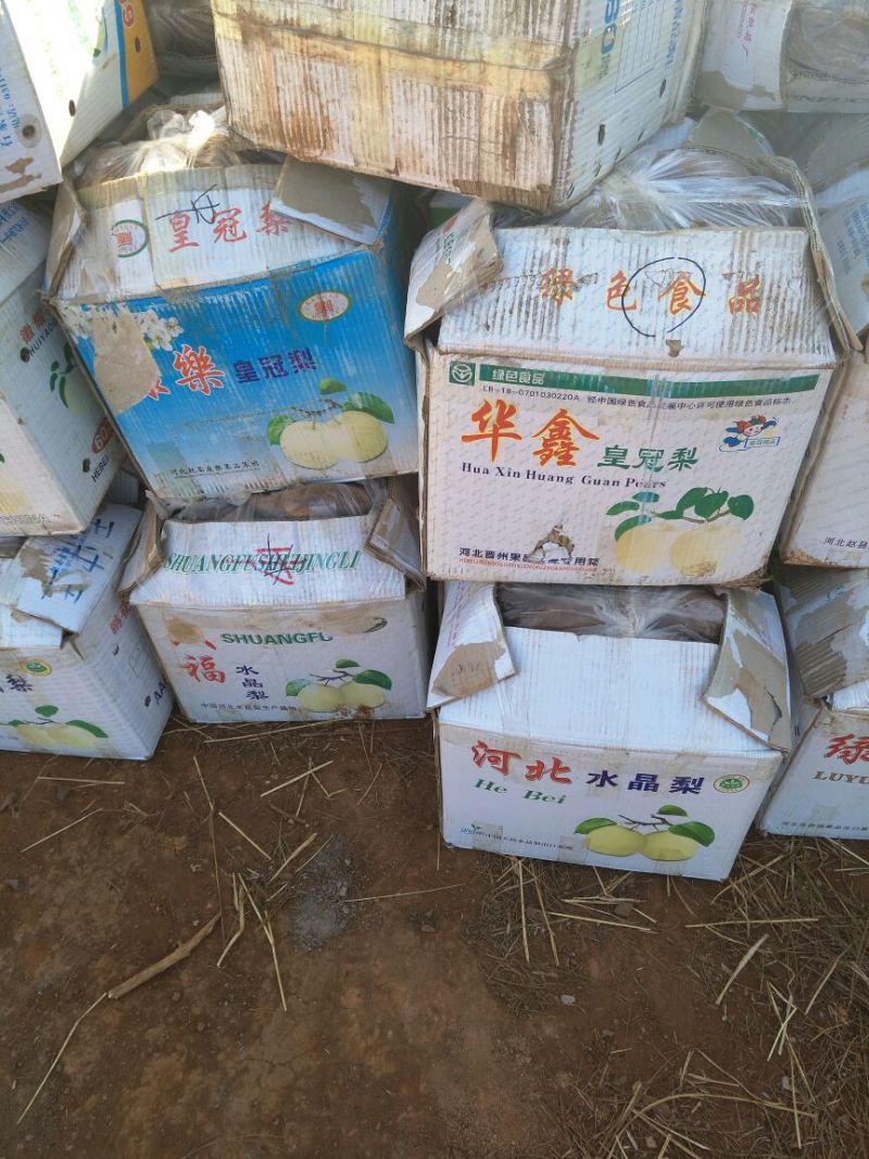 雪莲果3两以上