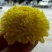 菊花茶一级