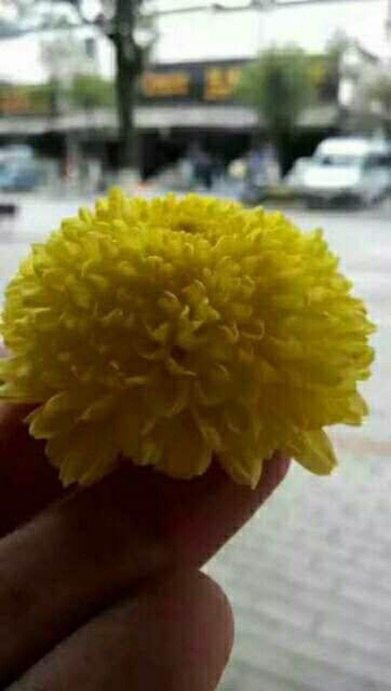 菊花茶一级