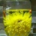 菊花茶一级
