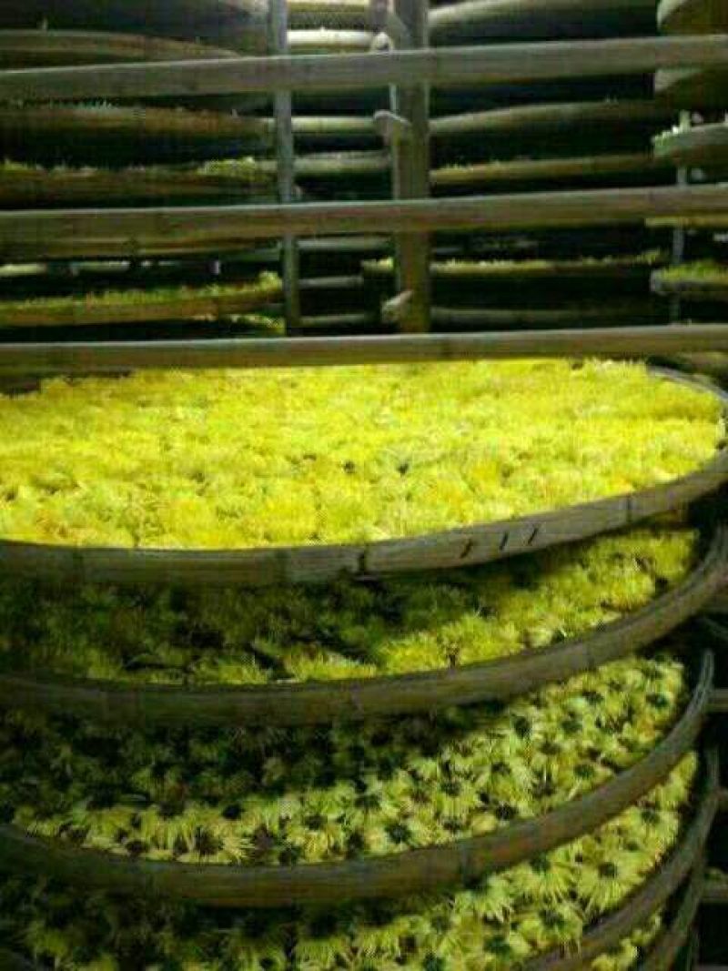 菊花茶一级