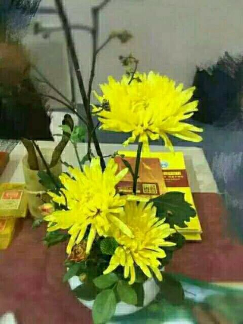 菊花茶一级