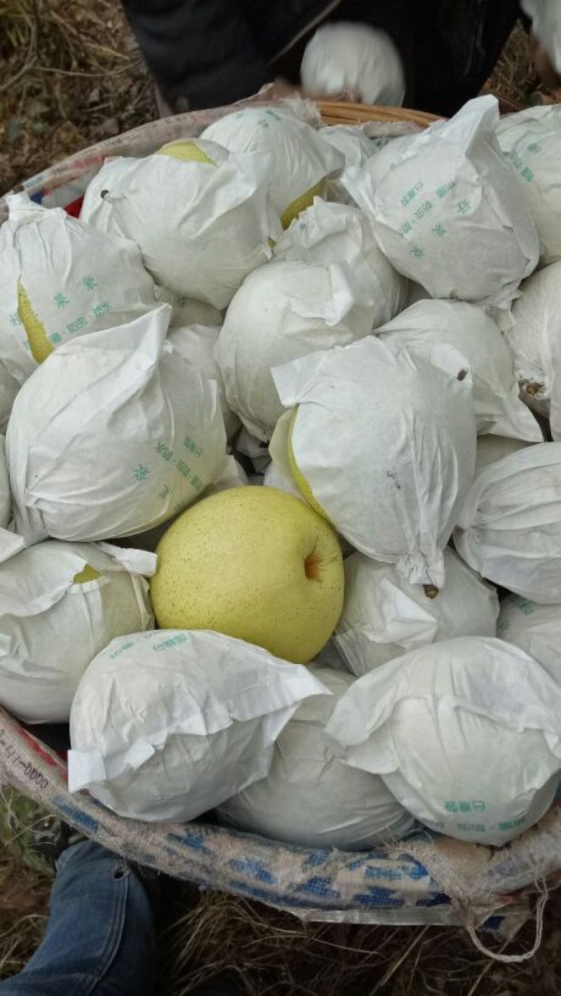 雅安市汉源县金花梨纸袋350~400g
