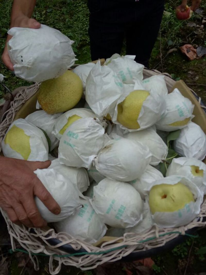 雅安市汉源县金花梨纸袋350~400g