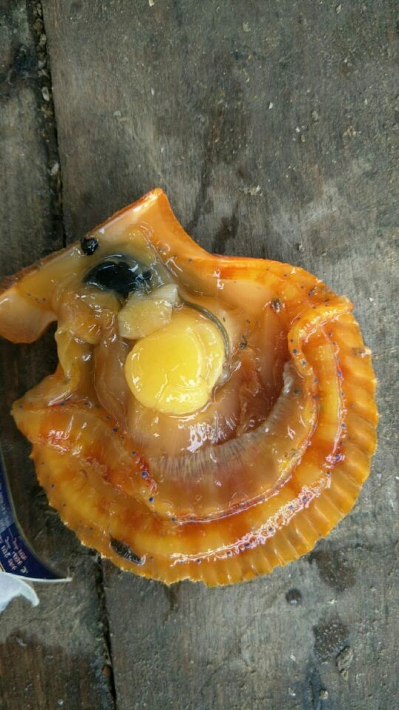 海湾扇贝食用鲜活3~5只/kg