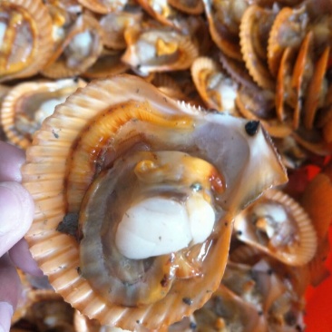 海湾扇贝食用鲜活3~5只/kg