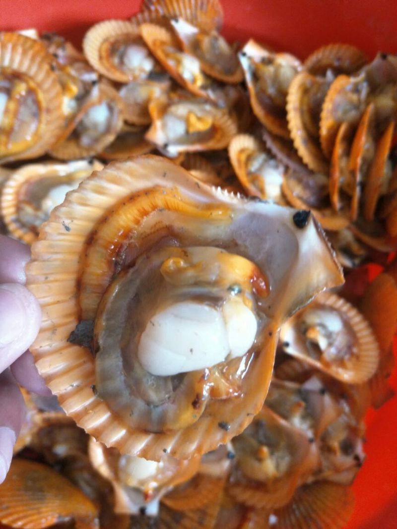 海湾扇贝食用鲜活3~5只/kg