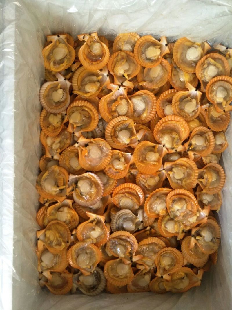 海湾扇贝食用鲜活3~5只/kg
