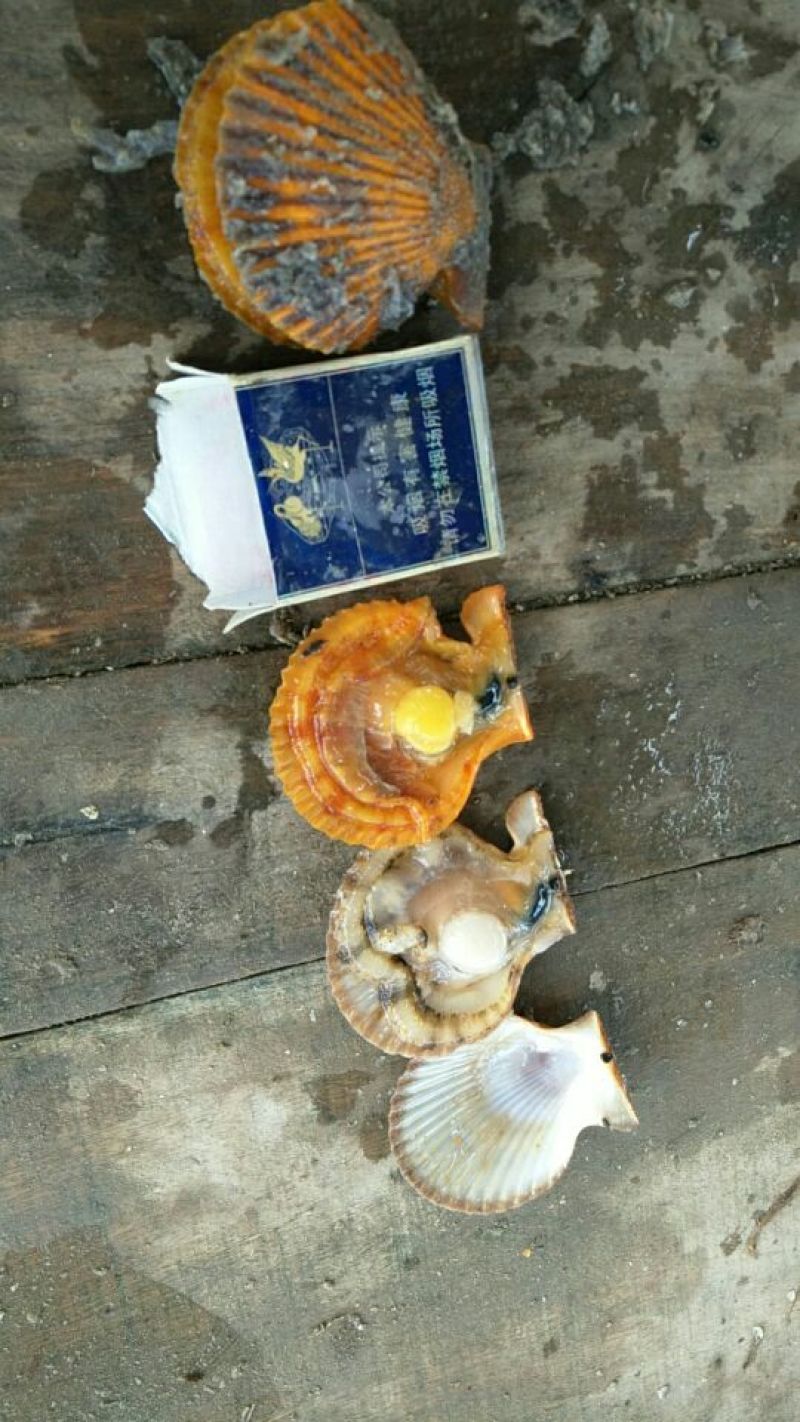 海湾扇贝食用鲜活3~5只/kg