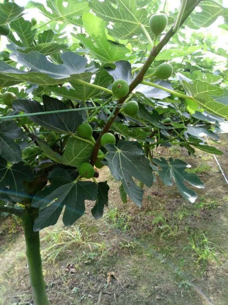 无花果树1.5~2m