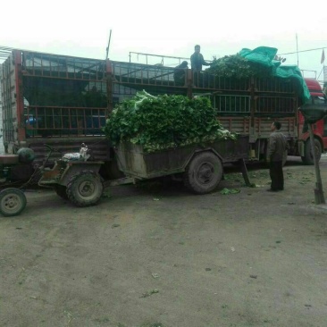 北京三号白菜4~6斤纯净菜河北省定州市