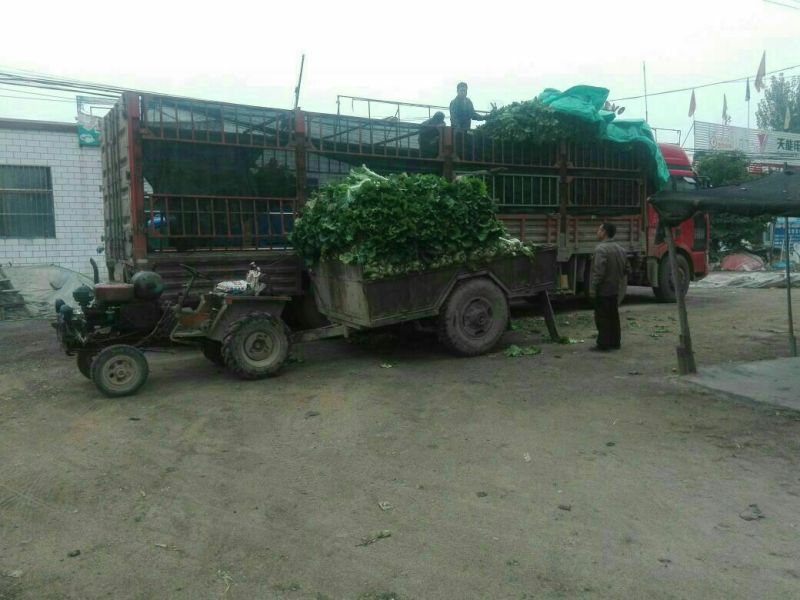 北京三号白菜4~6斤纯净菜河北省定州市