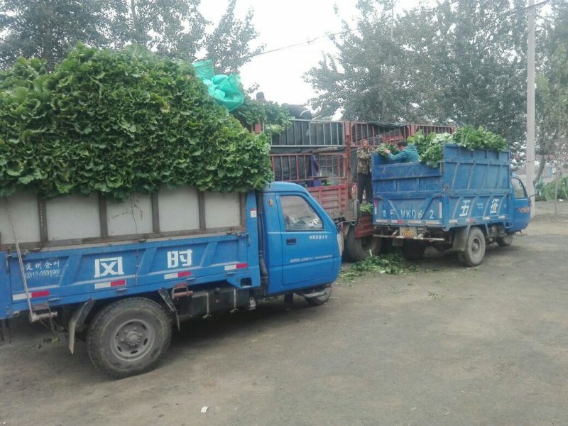 北京三号白菜4~6斤纯净菜河北省定州市