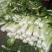 北京三号白菜4~6斤净菜