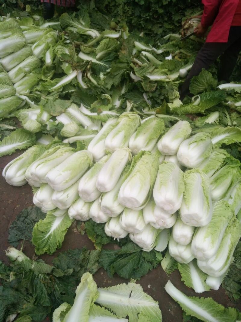 北京三号白菜4~6斤净菜