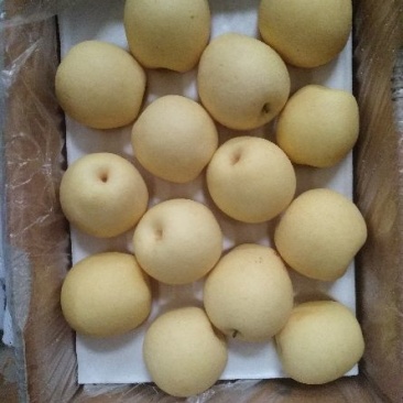 皇冠梨纸箱250~300g