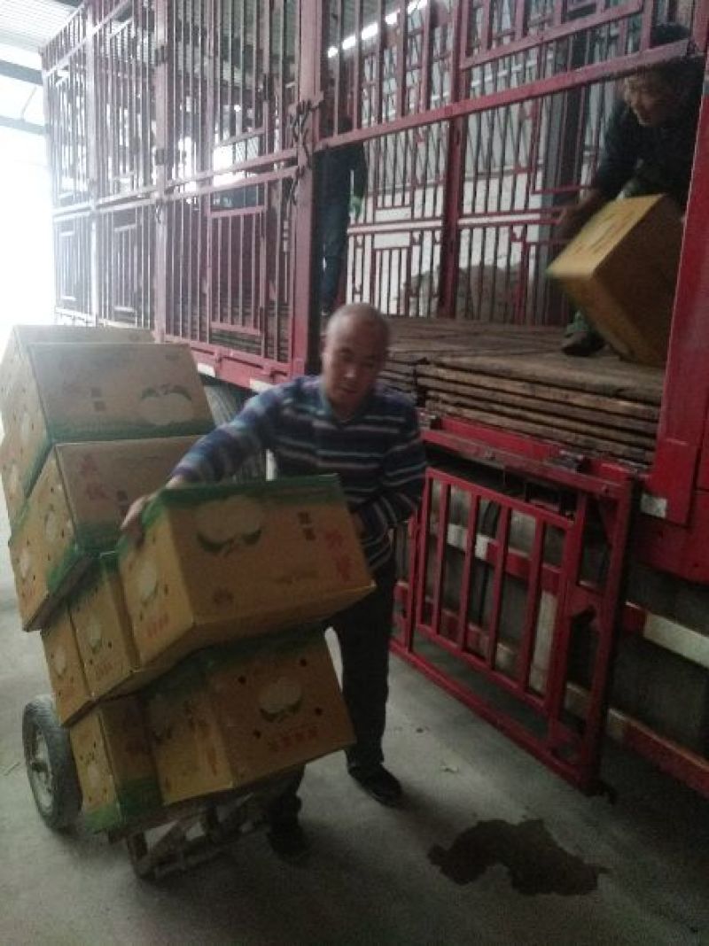 皇冠梨纸箱250~300g