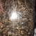 巴戟天三级