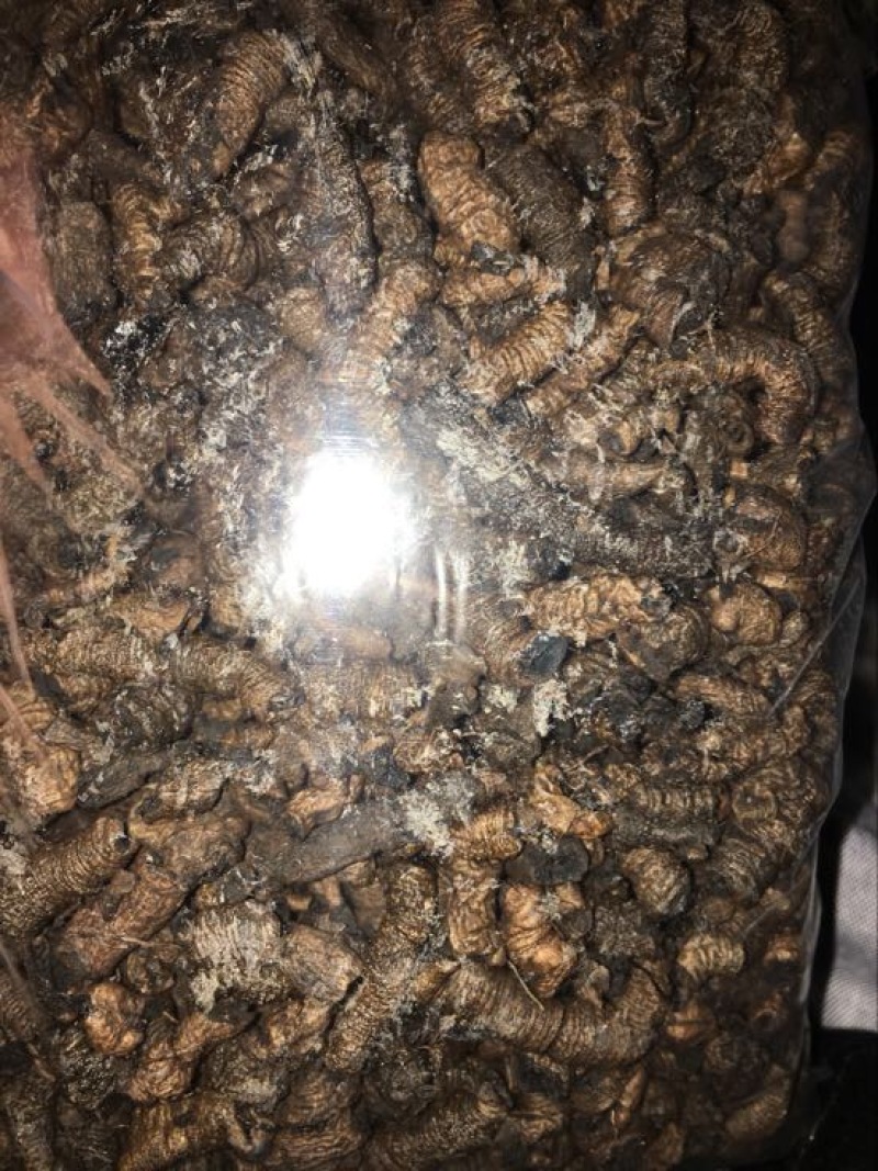 巴戟天三级