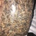 巴戟天三级