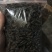 巴戟天三级